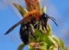 Andrena nitida